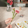 Pink Carnation