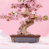 Sakura Bonsai