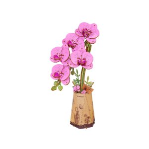 Purple Moth Orchid