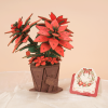 Poinsettia