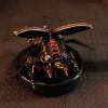 Rhinoceros Beetle