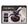 Stag Beetle