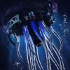 Jellyfish